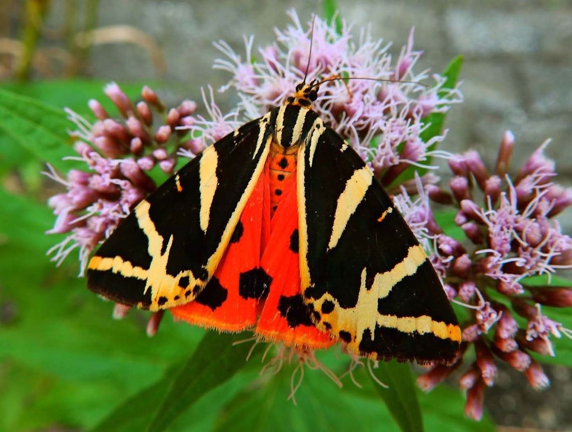 Jersey Tiger Moth In Heverlee, Belgium, summer of 2013, seen in an open garden.<br />
In Dutch they are called Spaanse vlag = Spanish Flag (it makes me wonder because being Spanish as I am I see more ressemblance to the Belgian flag in the colors, but well :-)<br />
<a href="https://en.wikipedia.org/wiki/Euplagia_quadripunctaria" rel="nofollow">https://en.wikipedia.org/wiki/Euplagia_quadripunctaria</a> Belgium,Euplagia quadripunctaria,Geotagged,Jersey Tiger,Summer
