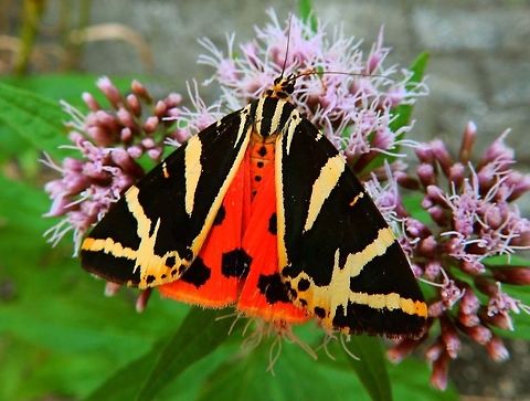 Jersey Tiger Moth In Heverlee, Belgium, summer of 2013, seen in an open garden.
In Dutch they are called Spaanse vlag = Spanish Flag (it makes me wonder because being Spanish as I am I see more ressemblance to the Belgian flag in the colors, but well :-)
https://en.wikipedia.org/wiki/Euplagia_quadripunctaria Belgium,Euplagia quadripunctaria,Geotagged,Jersey Tiger,Summer
