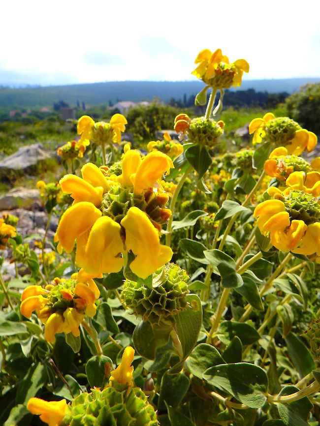 Shrubby Jerusalem Sage It is a small evergreen shrub, up to 1 m tall by 1.5 m wide. The sage-like, aromatic leaves are oval, 2-4 inches long, wrinkled, grey-green with white undersides, and covered with fine hairs. Light yellow, tubular flowers, 3 cm in length, grow in whorls of 20 in short spikes in summer.<br />
Habitat:<br />
Bosanka, mountain top near Dubrovnik, Croatia. Croatia,Geotagged,Phlomis fruticosa,Spring