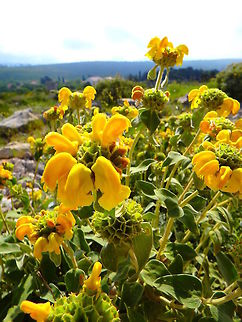 Shrubby Jerusalem Sage It is a small evergreen shrub, up to 1 m tall by 1.5 m wide. The sage-like, aromatic leaves are oval, 2-4 inches long, wrinkled, grey-green with white undersides, and covered with fine hairs. Light yellow, tubular flowers, 3 cm in length, grow in whorls of 20 in short spikes in summer.
Habitat:
Bosanka, mountain top near Dubrovnik, Croatia. Croatia,Geotagged,Phlomis fruticosa,Spring