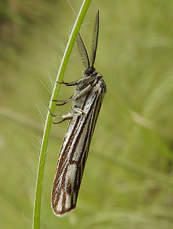 Feathered Footman Moth Seen in an area of forest & grasslands near Zadar, Croatia (June 1, 2016).    
It has a wingspan of 30&ndash;35 mm. Forewings are usually yellow or light yellow, with narrow longitudinal dark brown stripse in males, while in females the striations may be missing or restricted to the outer parts. Also hind wings are yellow, but they are darker and much wider than forewings and show a dark brown edge. The antennae of the males are pinnate.  Croatia,Feathered footman,Geotagged,Spiris striata,Spring