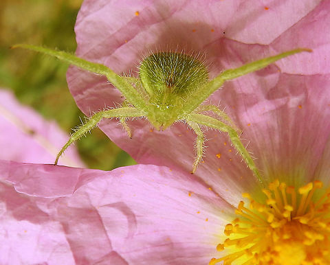 Green Hairy Crab Spider Area of conifer forest mixed with grasslands near Zadar, Croatia (June 1 ,2016).
ID tentative. I am not sure if is H. hirtus or H. graminicola..
One of the best camouflaged crab spiders I have ever seen! It apparently lives in these Rosa canina flowers and mimics the color of the sepals underneath, including the hair structures like in the plant. Thumbs up for mimicry! 

Habitat: Forest & grasslands near Zadar, Croatia.        Croatia,Geotagged,Heriaeus hirtus,Spring