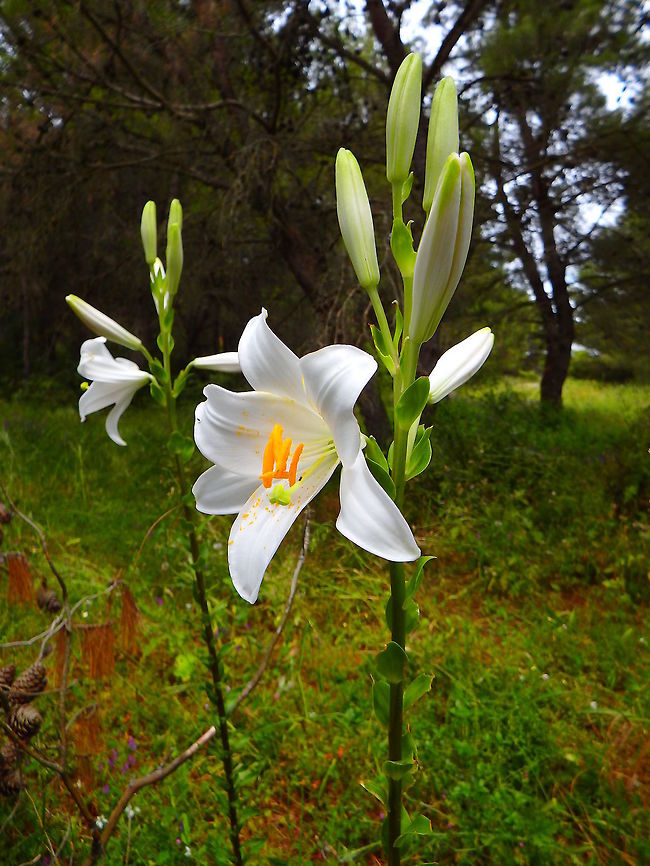 Madonna Lily, Croatia  Croatia,Geotagged,Grass Lily,Lilium candidum,Madonna Lily,Spring