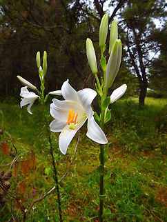 Madonna Lily, Croatia  Croatia,Geotagged,Grass Lily,Lilium candidum,Madonna Lily,Spring