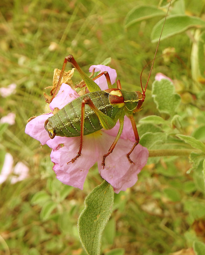 Barbitiste des bois A type of katydid.<br />
Conifer woodlands mixed with grasslands near Zadar, Croatia.<br />
(June 1, 2016) Barbitiste des bois,Barbitistes serricauda,Croatia,Geotagged,Spring