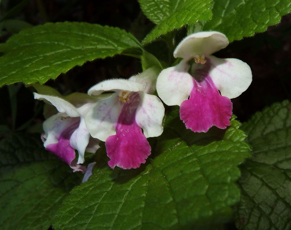 Bastard Balm I have seen these in shadowy parts of the paths crossing the forest next to the upper lakes. It is a species of flowering plant in the mint family, Lamiaceae. The name is because is related to Melissa.<br />
Habitat:<br />
Plitvice Lakes, Plitvicka-Jezera, Croatia.        Croatia,Geotagged,Melittis melissophyllum,Spring,bastard balm