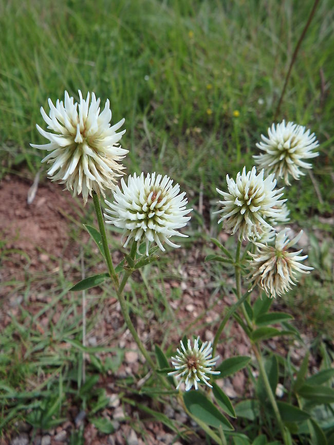Hungarian Clover Trifolium pannonicum is a perennial non-climbing clump-forming herb with lanceolate, dark green leaves. The upright hairy stem can reach a height of about 40&ndash;80 cm. It bears ovoid spike inflorescences of cream or pale yellow flowers, about 2.5 cm long, blooming in late Spring and mid Summer.<br />
Habitat:<br />
SE Europe distribution. Seen in Korenica meadows, Croatia. Croatia,Geotagged,Spring,Trifolium pannonicum