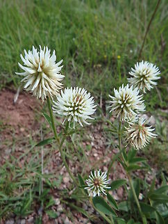 Hungarian Clover Trifolium pannonicum is a perennial non-climbing clump-forming herb with lanceolate, dark green leaves. The upright hairy stem can reach a height of about 40&ndash;80 cm. It bears ovoid spike inflorescences of cream or pale yellow flowers, about 2.5 cm long, blooming in late Spring and mid Summer.
Habitat:
SE Europe distribution. Seen in Korenica meadows, Croatia. Croatia,Geotagged,Spring,Trifolium pannonicum