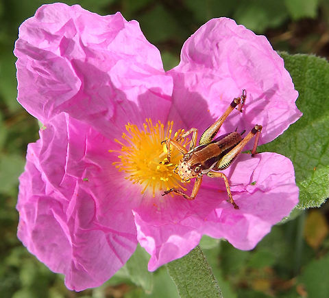 Dalmatian Bush Cricket Found in an area of mixed conifer forest and grasslands, near Zadar, Croatia (June 1, 2016).         Croatia,Dalmatian Locust,Geotagged,Pholidoptera dalmatica,Spring