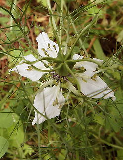 Black-caraway An annual flowering plant in the family Ranunculaceae,
Mixed conifer woodlands and grasslands near Zadar, Croatia. Croatia,Geotagged,Love-in-a-mist,Nigella damascena,Spring