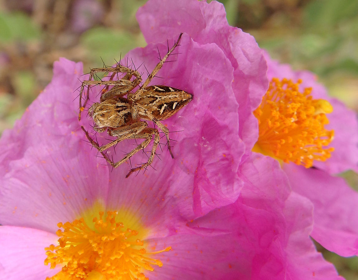 Lynx spider Oxyopes heterophthalmus is a long legged, diurnal hunting spider which is capable of running very fast and jumping on their prey in a similar fashion to a cat, leading to their common name of lynx spider. They do not utilise webs to catch prey. Their eyesight is not as good as that of the jumping spiders but they can see their prey from a distance of up to 10 cm.<br />
Habitat:<br />
Area of conifer forest mixed with grasslands near Zadar, Croatia (June 1, 2016). Croatia,Geotagged,Oxyopes heterophthalmus,Spring