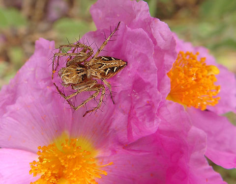 Lynx spider Oxyopes heterophthalmus is a long legged, diurnal hunting spider which is capable of running very fast and jumping on their prey in a similar fashion to a cat, leading to their common name of lynx spider. They do not utilise webs to catch prey. Their eyesight is not as good as that of the jumping spiders but they can see their prey from a distance of up to 10 cm.
Habitat:
Area of conifer forest mixed with grasslands near Zadar, Croatia (June 1, 2016). Croatia,Geotagged,Oxyopes heterophthalmus,Spring