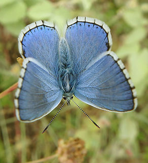 Common Blue Male Seen in an area of grasslands intermixed with conifer forest, near Zadar (June 1, 2016). Common Blue,Croatia,Geotagged,Polyommatus icarus,Spring