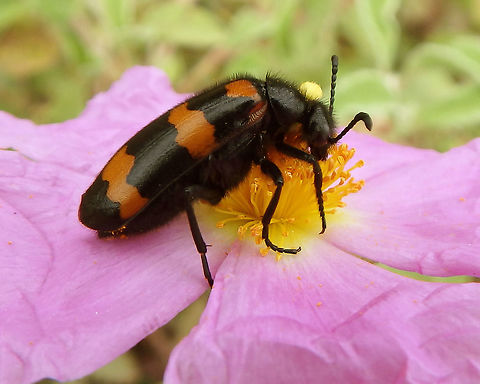 Blister Beetle Oxyopes heterophthalmus is a long legged, diurnal hunting spider which is capable of running very fast and jumping on their prey in a similar fashion to a cat, leading to their common name of lynx spider. They do not utilise webs to catch prey. Their eyesight is not as good as that of the jumping spiders but they can see their prey from a distance of up to 10 cm.
Habitat:
Area of conifer forest mixed with grasslands near Zadar, Croatia (June 1, 2016). Croatia,Geotagged,Mylabris variabilis,Spring