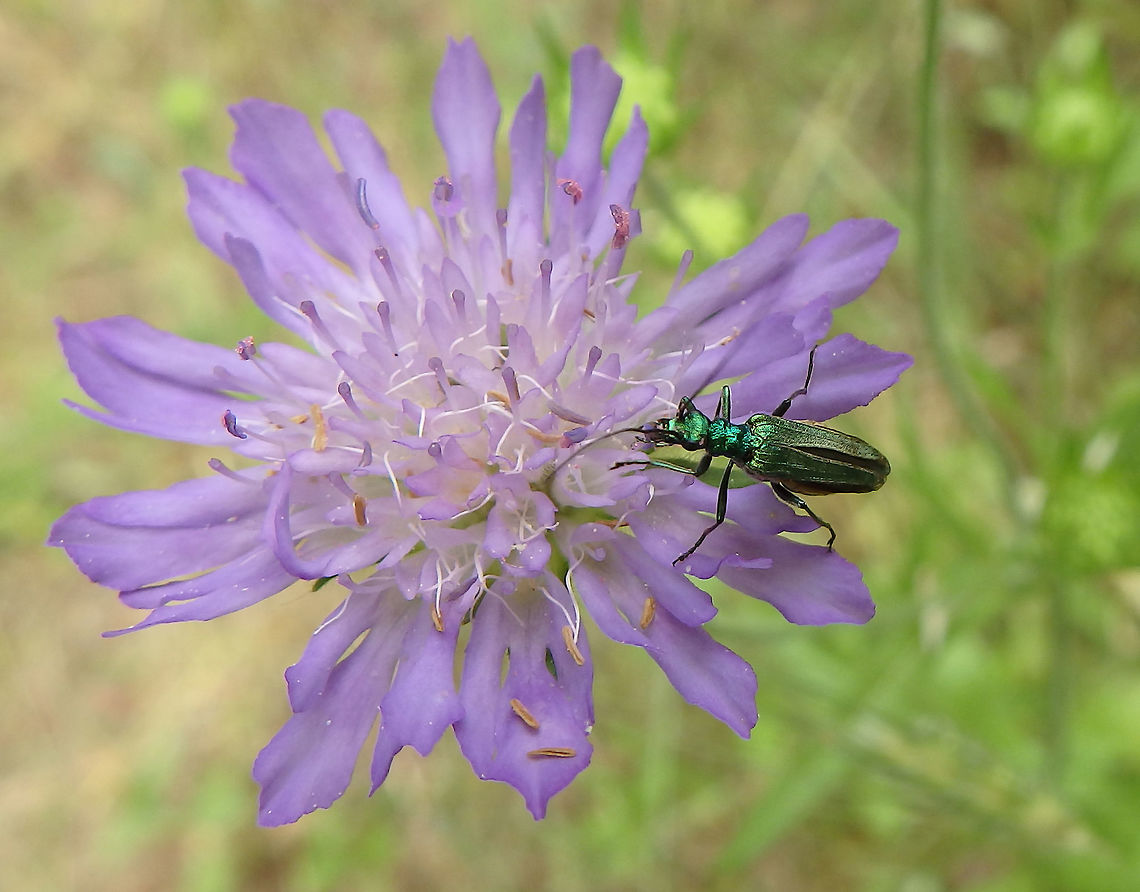 False Oil Beetle An emerald-green beetle in the family Oedemeridae, In a flower of the genus Scabiosa.<br />
Habitat:<br />
Forest and grasslands close to Zadar, Croatia. (June 1, 2016) Coleoptera,Croatia,False Oil Beetle,Geotagged,Oedemera,Oedemera nobilis,Oedemeridae,Spring,Swollen-thighed beetle