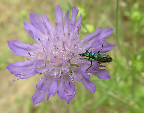 False Oil Beetle An emerald-green beetle in the family Oedemeridae, In a flower of the genus Scabiosa.
Habitat:
Forest and grasslands close to Zadar, Croatia. (June 1, 2016) Coleoptera,Croatia,False Oil Beetle,Geotagged,Oedemera,Oedemera nobilis,Oedemeridae,Spring,Swollen-thighed beetle
