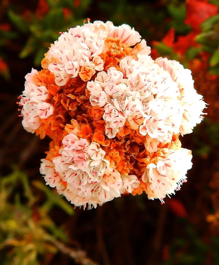 Cliff buckwheat Sep 24, 2014.<br />
The thick cauline leaves are five to thirty millimeters in size and may be lanceolate to rounded. Alternatively leaves may be folded under, with the result of appearing more or less triangular; moreover they are smooth on the upper surfaces and woolly below. Foliage is green with reddish tinge, and the flowers white to pinkish or yellowish-green.<br />
Habitat:<br />
Eriogonum parvifolium is a species in the Polygonaceae family that occurs on dune formations and cliffs in the coastal area of Central and Southern California. See in a sandy area next to a cliff on the Hwy 1, California.<br />
For more pics see:<br />
<a href="http://www.projectnoah.org/spottings/1226876006" rel="nofollow">http://www.projectnoah.org/spottings/1226876006</a> Eriogonum parvifolium,Fall,Geotagged,United States