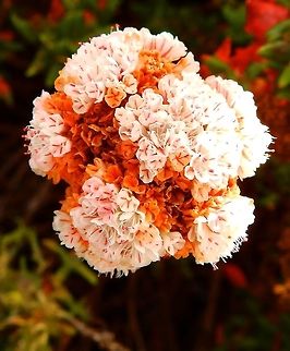 Cliff buckwheat Sep 24, 2014.
The thick cauline leaves are five to thirty millimeters in size and may be lanceolate to rounded. Alternatively leaves may be folded under, with the result of appearing more or less triangular; moreover they are smooth on the upper surfaces and woolly below. Foliage is green with reddish tinge, and the flowers white to pinkish or yellowish-green.
Habitat:
Eriogonum parvifolium is a species in the Polygonaceae family that occurs on dune formations and cliffs in the coastal area of Central and Southern California. See in a sandy area next to a cliff on the Hwy 1, California.
For more pics see:
http://www.projectnoah.org/spottings/1226876006 Eriogonum parvifolium,Fall,Geotagged,United States