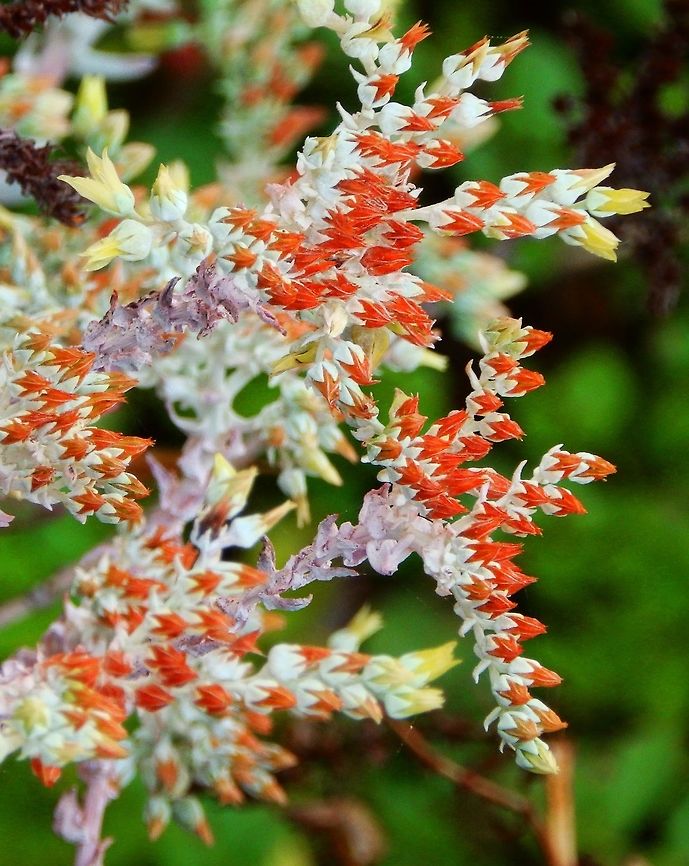 Canyon Live-forever It is a distinctive plant sending up erect red-orange stems from a gray-green basal rosette. The small yellowish-red thimble-shaped flowers top the stems in a cyme inflorescence. Some subspecies are considered threatened locally.<br />
Habitat:<br />
<br />
The plant is found in rocky areas in the low elevations of California and southern Oregon mountains. These were found in hills next to cliffs. Area near Brixby Bridge, Hwy 1, CA.<br />
More pics here: <a href="http://www.projectnoah.org/spottings/1208416007" rel="nofollow">http://www.projectnoah.org/spottings/1208416007</a><br />
       Dudleya cymosa,Fall,Geotagged,United States