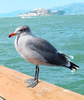 Heermann's Gull Sep 13, 2014.
Adults have a medium gray body, blackish-gray wings and tail with white edges, and a red bill with a black tip. The head is dusky gray in non-breeding plumage and white in breeding plumage. Immatures resemble non-breeding adults but are darker and browner, and the bill is flesh-colored or pink till the second winter.
Habitat:
They are usually found near shores or well out to sea, very rarely inland. This one was in Fishermans Wharf, SF Bay, CA. See Alcatraz Island in the background.  Geotagged,Heermanns gull,Larus heermanni,Summer,United States