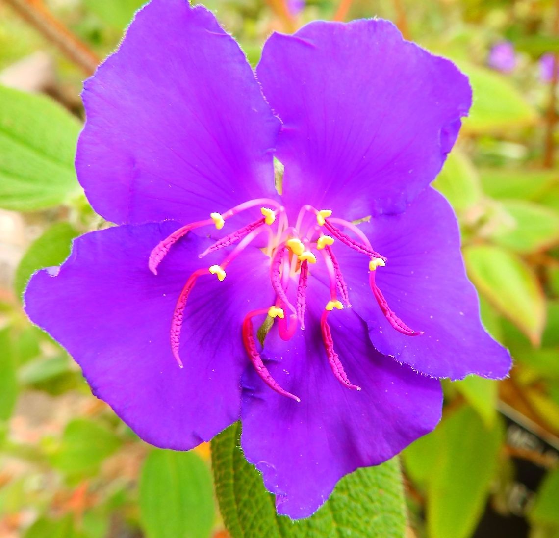 Silverleafed princess flower/SF Botanical Garden Description:<br />
Tibouchina heteromalla reaches an average height of 30–40 cm in its native habitat. The branching stem is woody and the large, silvery green leaves are simple, ovate, velvety in texture, and oppositely arranged. The inflorescence is a panicle of several purple flowers with five petals.<br />
Habitat:<br />
Native from Brazil. Botanical garden, SF, CA. Geotagged,Summer,Tibouchina heteromalla,United States