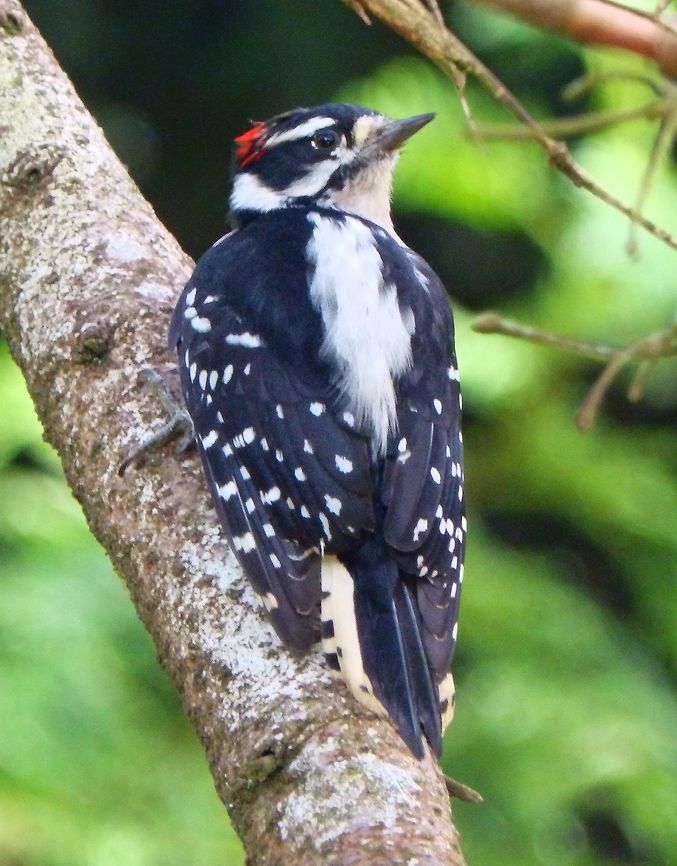 Downy Woodpecker The downy woodpecker is virtually identical in plumage pattern to the much larger hairy woodpecker, but it can be distinguished from the hairy by the presence of black spots on its white tail feathers and the length of its bill. The downy woodpecker's bill is shorter than its head, whereas the hairy woodpecker's bill is approximately equal to head length.<br />
Habitat:<br />
This one was observed in conifer trees in the Botanical Garden of SF, CA. Downy Woodpecker,Downy woodpecker,Dryobates pubescens,Geotagged,Picoides pubescens,Summer,United States