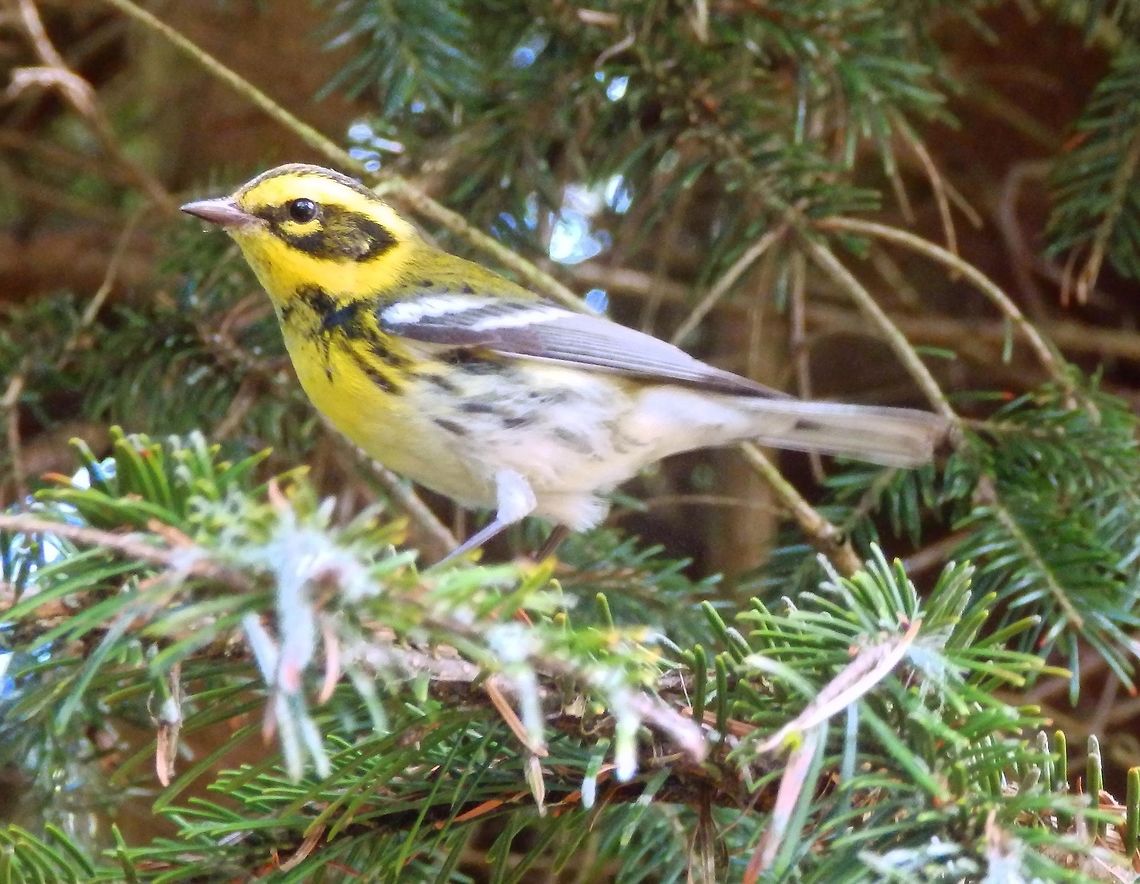 Townsend's warbler These birds have a yellow face with a black stripe across their cheeks extending into an ear patch, a thin pointed bill, two white wing bars, olive upperparts with black streaks on their backs and flanks, and a white belly. Adult males have a black cap, black throat and yellow lower breast; females have a dark cap and a yellow throat. Immature birds are similar to females with a dark green cap and cheeks.<br />
Habitat:<br />
Seen around conifer trees in the SF Botanical garden.        Geotagged,Setophaga townsendi,Summer,Townsends warbler,United States