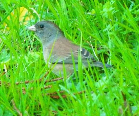 Dark-eyed Oregon junco female Description:
Sep 14,2014.
Pink bill with dark tip. Grey, brown head.Light brown upper feathers.
Habitat:
SF Botanical garden. Dark-eyed Junco,Geotagged,Junco hyemalis,Summer,United States