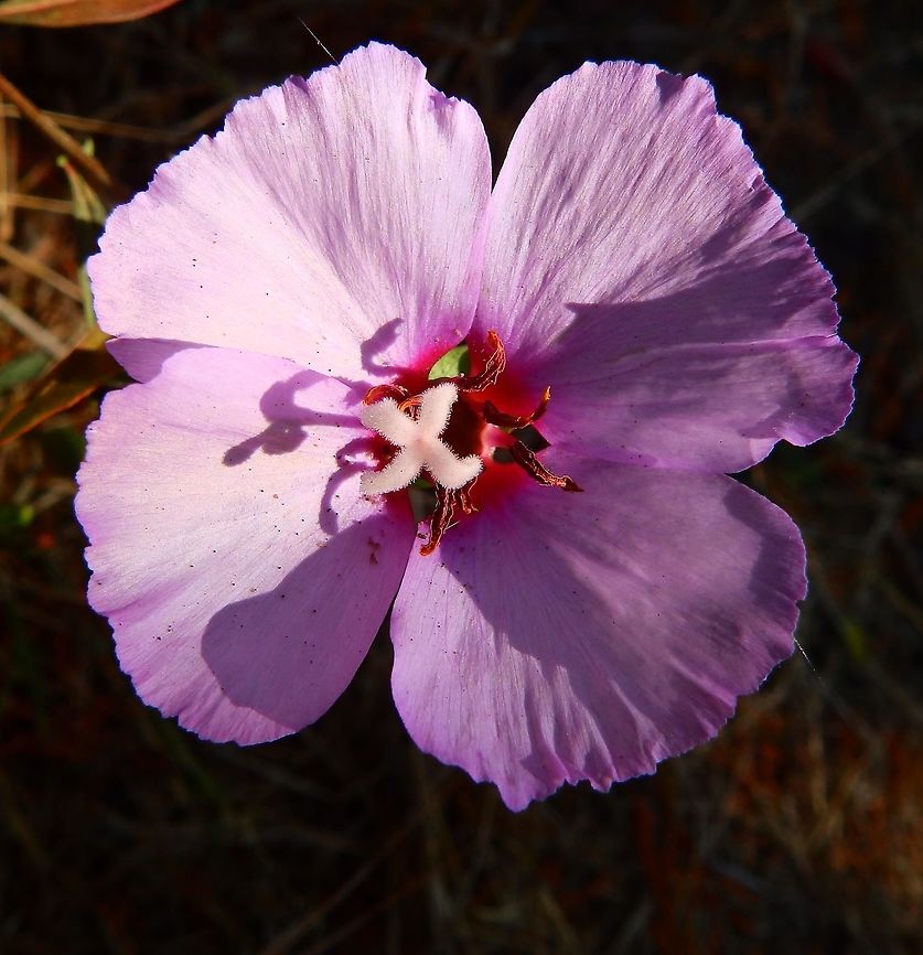 Farewell to spring Sep 14, 2014.<br />
Description:<br />
<br />
It is an annual plant growing to 1 m tall, with slender, linear leaves 2&ndash;7 cm long and 2&ndash;6 mm broad. The flowers are pink to pale purple, with four broad petals 1.5&ndash;6 cm long. The fruit is a dry capsule, which splits open when mature to release the numerous seeds.<br />
Habitat:<br />
SF Botanical garden. It is a flowering plant native to western North America, found in coastal hills and mountains from British Columbia south to the San Francisco Bay Area.       <br />
More pics here: <a href="http://www.projectnoah.org/spottings/1028976008" rel="nofollow">http://www.projectnoah.org/spottings/1028976008</a> Clarkia amoena,Geotagged,Summer,United States