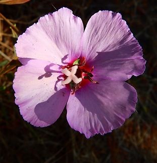 Farewell to spring Sep 14, 2014.
Description:

It is an annual plant growing to 1 m tall, with slender, linear leaves 2&ndash;7 cm long and 2&ndash;6 mm broad. The flowers are pink to pale purple, with four broad petals 1.5&ndash;6 cm long. The fruit is a dry capsule, which splits open when mature to release the numerous seeds.
Habitat:
SF Botanical garden. It is a flowering plant native to western North America, found in coastal hills and mountains from British Columbia south to the San Francisco Bay Area.       
More pics here: http://www.projectnoah.org/spottings/1028976008 Clarkia amoena,Geotagged,Summer,United States