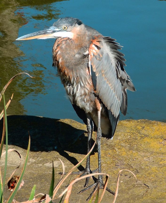 Great Blue Heron Seen in a pond of the SF Botanical Garden, CA (Sep 14, 2014).<br />
This heron with blue-gray plumage often stands motionless as it scans for prey or wades belly deep with long, deliberate steps. They may move slowly, but Great Blue Herons can strike like lightning to grab a fish or snap up a gopher. <br />
More on: <a href="https://www.allaboutbirds.org/guide/Great_Blue_Heron/id" rel="nofollow">https://www.allaboutbirds.org/guide/Great_Blue_Heron/id</a><br />
<a href="http://www.projectnoah.org/spottings/1053056005" rel="nofollow">http://www.projectnoah.org/spottings/1053056005</a>    Ardea herodias,Geotagged,Great blue heron,Summer,United States