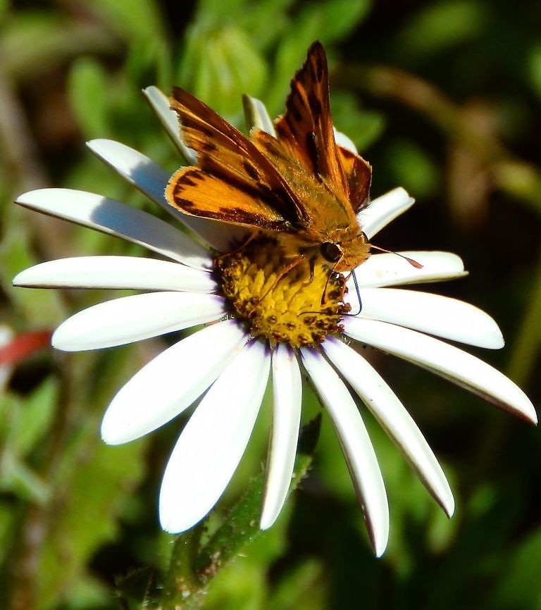 Fiery Skipper SF Botanical Garden, Sep 14, 2014.<br />
More info on the species here:    <br />
<a href="http://www.butterfliesandmoths.org/species/Hylephila-phyleus" rel="nofollow">http://www.butterfliesandmoths.org/species/Hylephila-phyleus</a>   Fiery Skipper,Geotagged,Hylephila phyleus,Summer,United States