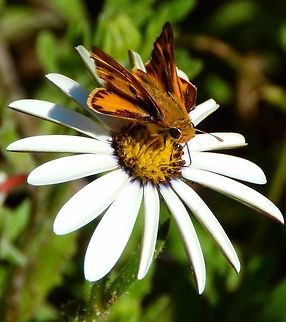 Fiery Skipper SF Botanical Garden, Sep 14, 2014.
More info on the species here:    
http://www.butterfliesandmoths.org/species/Hylephila-phyleus   Fiery Skipper,Geotagged,Hylephila phyleus,Summer,United States