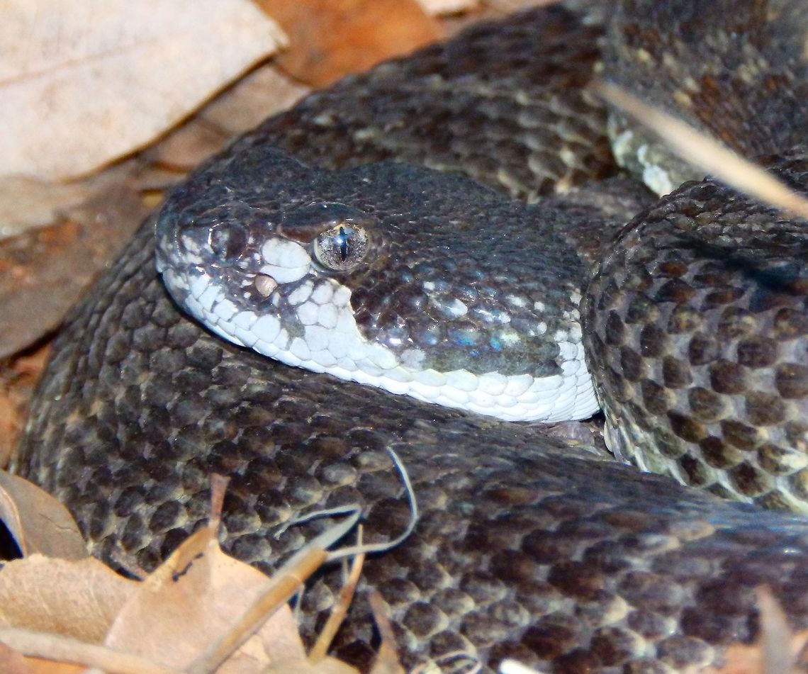 Northern Pacific Rattlesnake Sep 16, 2014. Hetch Hetchy. Yosemite, California.<br />
Description:<br />
The color pattern of the typical form, C. o. oreganus, has a dark-brown, dark-gray, olive-brown, or sometimes black or pale yellowish ground color overlaid dorsally with a series of large, dark blotches with uneven white edges. These blotches are also wider than the spaces that separate them. Additionally, a lateral series of blotches, usually darker than the dorsal blotches, is clearly visible on all but the darkest specimens. The first rings of the tail are about the same color as the last body blotches, but these rings become progressively darker; the last two rings, at the base of the tail, are usually black. The belly is pale yellow, usually with brown spots. A large, dark-brown blotch on the snout has a pale border behind it that forms transverse bars on the supraoculars. There is a dark brown postocular stripe with a white border that extends from the eye to around the angle of the jaw.<br />
Habitat:<br />
Arid land next to mountains. Found in the floor, under a tree.<br />
More pics here: <a href="http://www.projectnoah.org/spottings/1119696010" rel="nofollow">http://www.projectnoah.org/spottings/1119696010</a><br />
      Crotalus oreganus oreganus,Geotagged,Northern Pacific Rattlesnake,Summer,United States