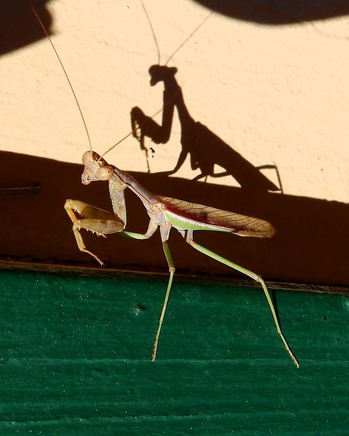 Bordered Praying Mantis, male Sep 17, Yosemite Ntl Park, CA.<br />
Description:<br />
Wings were redish brown and the rest green. I hope he never finds his wife :-)<br />
Habitat:<br />
Groveland, CA. Road towards Yosemite NP. Bordered Mantis,Geotagged,Stagmomantis limbata,Summer,United States