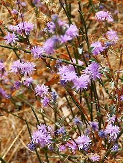 Lessingia leptoclada Yosemite NP, CA (Sep 17, 2014).
     Plant with light purple flowers. Geotagged,Lessingia leptoclada,Summer,United States