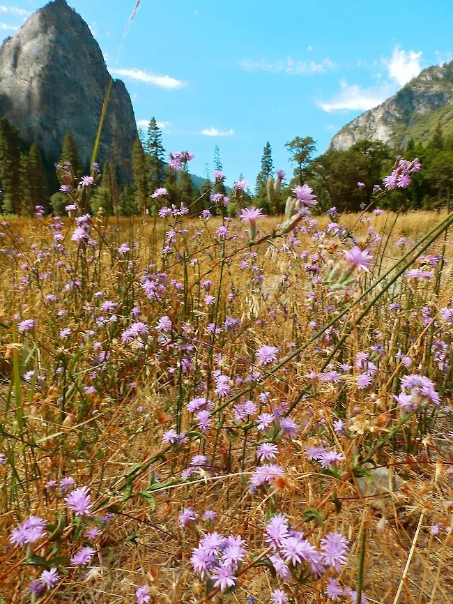 Views of Yosemite NP, CA Beautiful prairies in the valley of Yosemite NP (Sep 17, 2014). Geotagged,Lessingia leptoclada,Summer,United States