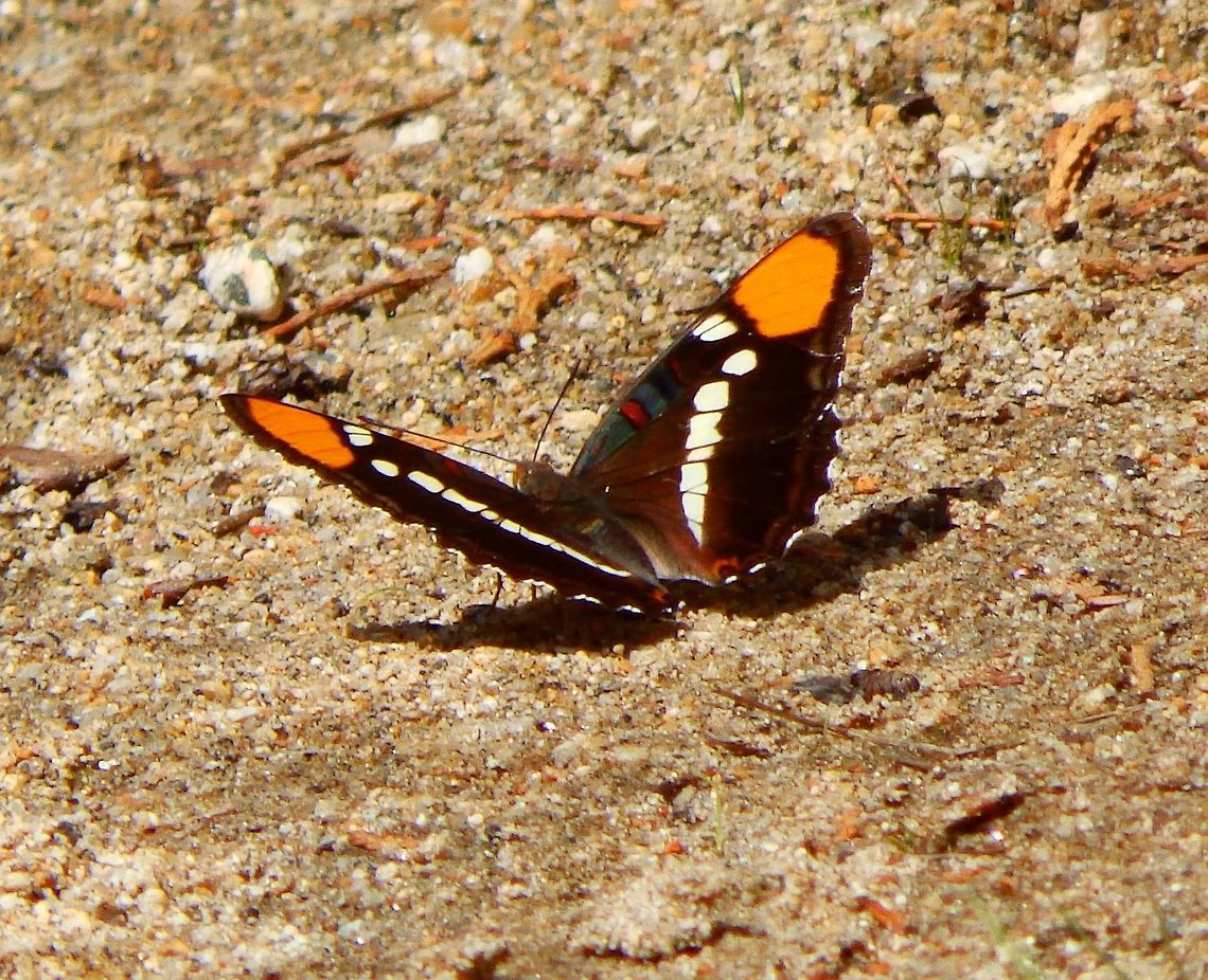 The California Sister Sep 17, 2014. Yosemite NP, CA.<br />
The upper surfaces of the wings of A. californica is a dark brown to black. It has two large orange patches near the tip of the forewings and wide postdiscal creamy white bands on both wings. The ventral surfaces of the wings are generally similar but with blue bands along the edges of both wings, as well as blue and orange patterns on the corners near the body. Like other members of the genus, the butterfly is named "sister" for its black and white markings on the forewing that resemble a nun's habit.       Adelpha californica,California Sister,Geotagged,Summer,United States