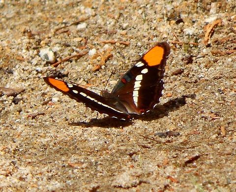 The California Sister Sep 17, 2014. Yosemite NP, CA.
The upper surfaces of the wings of A. californica is a dark brown to black. It has two large orange patches near the tip of the forewings and wide postdiscal creamy white bands on both wings. The ventral surfaces of the wings are generally similar but with blue bands along the edges of both wings, as well as blue and orange patterns on the corners near the body. Like other members of the genus, the butterfly is named "sister" for its black and white markings on the forewing that resemble a nun's habit.       Adelpha californica,California Sister,Geotagged,Summer,United States
