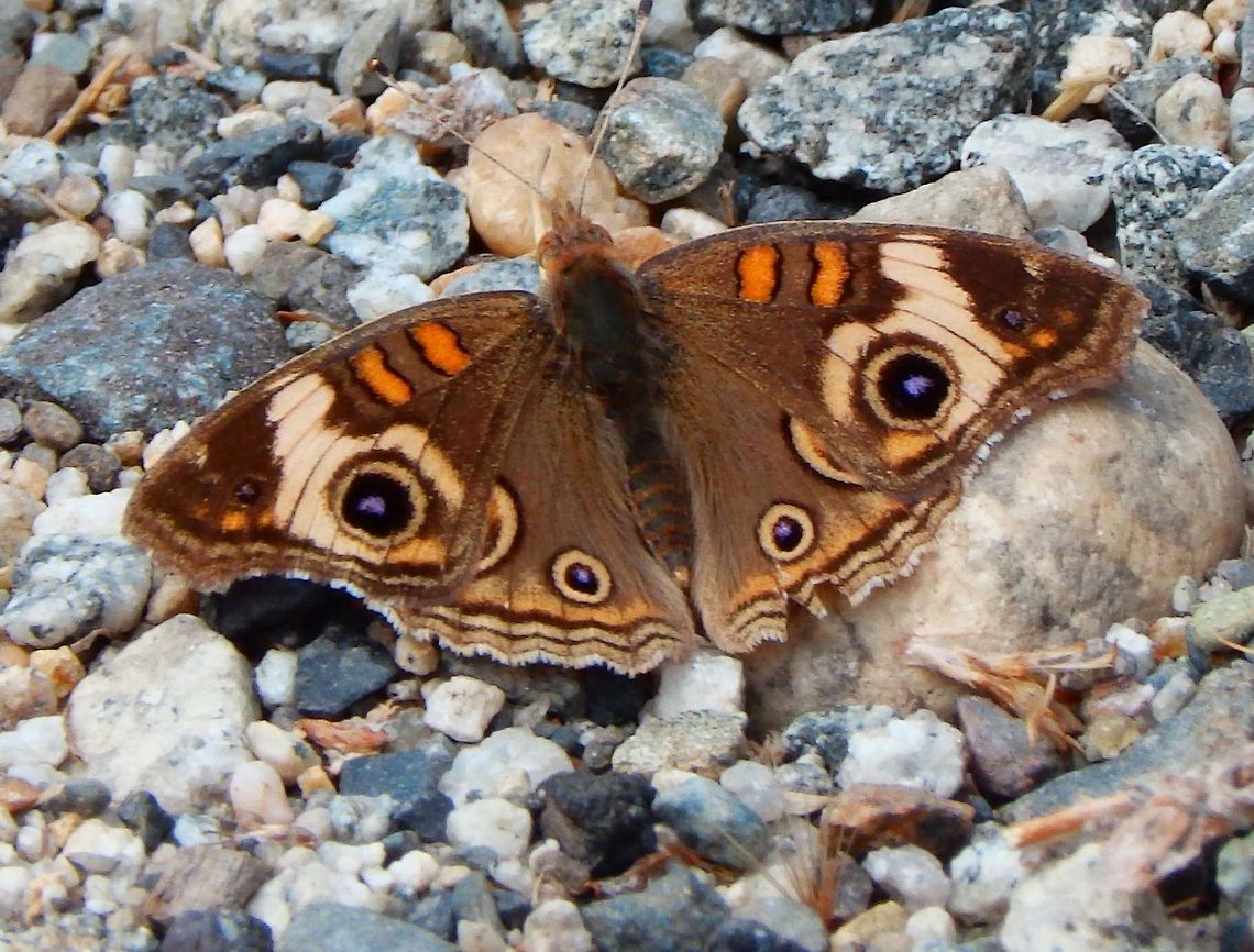 Common Buckeye Sep 17, 2014, Yosemite NP, CA.<br />
The bold pattern of eyespots and white bars on the upper wing surface is a distinctive trait. The eyespots likely serve to startle or distract predators, especially young birds. The species has many flights throughout the year, with mostly northward migrations for the summer. Common buckeyes exhibit seasonal polyphenism, the summer version of the butterfly has light yellowish ventral wings and is called &quot;linea&quot;. The fall morph has pink ventral wings, and is called the &quot;rosa&quot; morph.<br />
Habitat:<br />
Open, sunny areas with low vegetation and some bare ground. Found in one of the meadows of Yosemite NP, CA.  Common Buckeye,Geotagged,Junonia coenia,Summer,United States