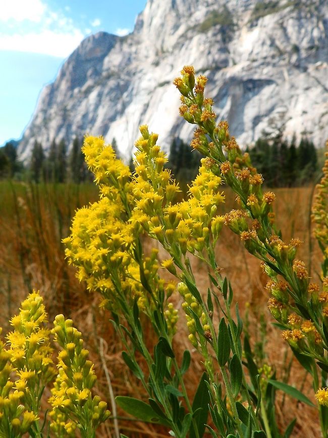 California Goldenrod Sep 17, 2014. Yosemite NP, CA.<br />
Is a grow late blooming native perennial. Spreads by creeping rootstocks where it can form a good-sized colony.  Geotagged,Solidago californica,Summer,United States