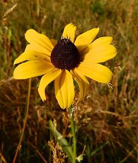 California coneflower Sep 17, 2014. Yosemite Valley NP, CA.
The inflorescence is a usually solitary sunflower-like flower head with a base up to 6 centimeters wide lined with several ray florets, each of which are 2 to 6 centimeters long. The yellow ray florets extend outwards and then become reflexed, pointing back along the stem. The disc florets filling the button-shaped to conical to cylindrical center of the head are greenish yellow.
Habitat:
It can be found in moist habitat types, such as mountain meadows and streambanks. Geotagged,Rudbeckia californica,Summer,United States