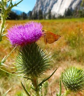 Bull Thistle Sep 17, 2014. Yosemite NP, CA.
This is considered a invasive species in Yosemite NP. If anybody recognizes the skipper butterfly species please let me know.
Habitat:
Yosemite NP, CA.         Cirsium vulgare,Geotagged,Spear Thistle,Summer,United States