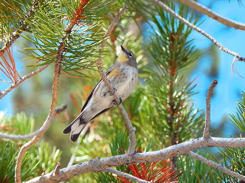 Audubon's warbler Sep 18, 2014. 
The summer male Audubon's warbler has a slate blue back, and yellow crown, rump and flank patch. It has white tail patches, and the breast is streaked black. The female has a similar pattern, but the back is brown, as are the breast streaks. (I think the one in the spotting could be a female.) This form is distinguished from the myrtle warbler by its lack of a whitish eyestripe, its yellow throat, and concolourous cheek patch.
Habitat:
Trees next to Tenaya Lake, Yosemite NP, CA. Audubons warbler,Geotagged,Setophaga coronata auduboni,Summer,United States