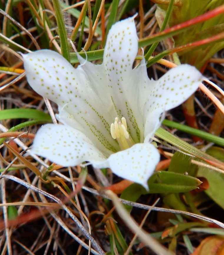 Alpine Gentian Tuolumne meadows, CA. Sep 18, 2014.<br />
Gentiana newberryi is a small perennial herb growing short stems which lie against the ground or snake through the grass. The curving leaves are lance-shaped to spoon-shaped. The foliage is green and may have purple coloration along the edges and tips. Flowers are solitary or come in inflorescences of up to five. Each flower is trumpet-shaped and up to 5 or 6 centimeters long, and 3 centimeters wide at the mouth. The lobes of the flower corolla have rounded to slightly pointed tips. Between each of the five lobes is a sinus appendage which comes to a very sharp point and twists into a thread. The outer surface of the mainly white flower is sharply striped with light to dark purple. The inner surface may be lightly striped with greenish or yellowish coloration, and freckled with a similar color.<br />
Habitat:<br />
Tuolumne Meadows, Yosemite NP, CA. The plant is native to the high Sierra Nevada, Klamath, and Cascade mountain ranges of California and Oregon, and easternmost Nevada.       Gentiana newberryi,Geotagged,Summer,United States