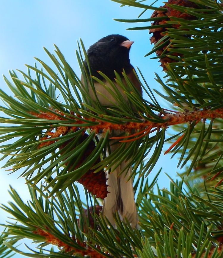 Oregon/Dark-Eyed Junco (male) Sep 18, 2014. Tuolumne Meadows, Yosemite NP, CA.<br />
This type of dark-eyed junco has a blackish-gray head and breast with a brown back and wings and reddish flanks, tending toward duller and paler plumage in the inland and southern parts of its range. This is the most common form in the west, found in the Pacific coast mountains from southeastern Alaska to extreme northern Baja California, wintering to the Great Plains and northern Sonora.  Dark-eyed Junco,Geotagged,Junco hyemalis,Summer,United States