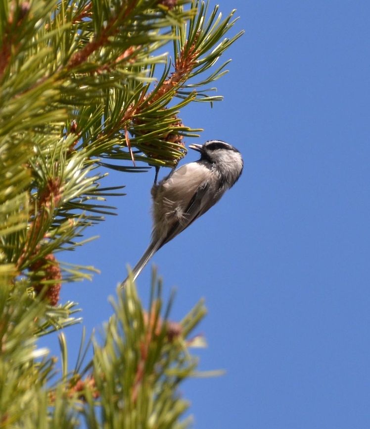 Mountain chickadee Pic by my husband, Mark.<br />
Tuolumne Meadows, Sep 18, 2014.<br />
Description:<br />
Adults of both sexes have a black cap joining a black postocular stripe behind distinctive white eyebrows. Their backs and flanks are gray and they have paler gray underparts; they have a short black bill, and a black bib. The typical adult wingspan is 7.5 in (19 cm), and the overall length is 5&ndash;6 in (13&ndash;15 cm). Mountain chickadees are known colloquially as cheeseburger birds, as their call sounds like they are saying "cheese-bur-ger."<br />
Habitat:<br />
Common inhabitants of the mountainous regions of the western United States, their range extends from the southern Yukon to California and Rocky Mountain States in the United States. Tuolumne Meadows, Yosemite NP, CA. Geotagged,Mountain chickadee,Poecile gambeli,Summer,United States