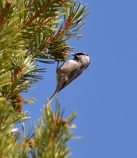 Mountain chickadee Pic by my husband, Mark.
Tuolumne Meadows, Sep 18, 2014.
Description:
Adults of both sexes have a black cap joining a black postocular stripe behind distinctive white eyebrows. Their backs and flanks are gray and they have paler gray underparts; they have a short black bill, and a black bib. The typical adult wingspan is 7.5 in (19 cm), and the overall length is 5&ndash;6 in (13&ndash;15 cm). Mountain chickadees are known colloquially as cheeseburger birds, as their call sounds like they are saying "cheese-bur-ger."
Habitat:
Common inhabitants of the mountainous regions of the western United States, their range extends from the southern Yukon to California and Rocky Mountain States in the United States. Tuolumne Meadows, Yosemite NP, CA. Geotagged,Mountain chickadee,Poecile gambeli,Summer,United States