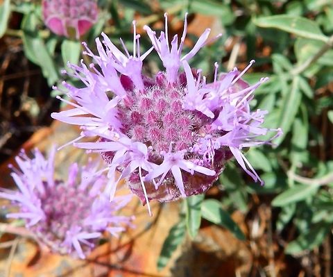 Flaxleaf monardella Tioga Road, next to Ellery Lake, Yosemite NP, CA. Sep 18, 2014
Description:
Monardella linoides is a gray-green perennial herb producing a slender erect stem up to about 50 centimeters in maximum height. The linear to oval leaves are 1 to 4 centimeters long and coated in grayish hairs. The inflorescence is a head of several flowers blooming in a cup of pale whitish or pink-tinged papery bracts 2 or 3 centimeters wide. The flowers are just over a centimeter long and light purple in color.
Habitat:
Mountain rocks next to Ellery Lake, CA. Can be found in a variety of habitats, from desert flats to subalpine forests, including in the Sierra Nevada and Mojave Desert. Geotagged,Monardella linoides,Summer,United States