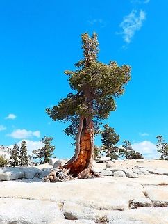 Sierra Juniper Sep 18, 2014. Tioga Rd, Olmsted Point. Yosemite NP, CA.       
Description:
Juniperus occidentalis var. australis Sierra juniper. California and westernmost Nevada, south of 40° 30' N latitude in the Sierra Nevada and San Bernardino Mountains. A medium-sized tree 12–26 m tall with a stout trunk up to 3 m diameter. Cones 5–9 mm diameter. Most plants dioecious, but about 5-10% are monoecious.
http://www.projectnoah.org/spottings/1139726018 Geotagged,Juniperus occidentalis,Summer,United States